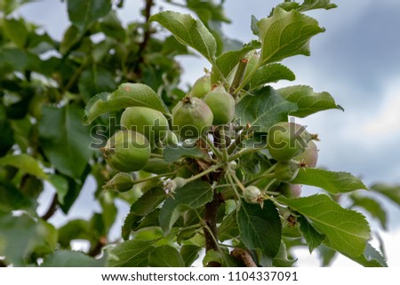 Unripe apples hanging at the apple tree in spring