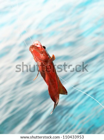 red fish caught on a hook on the line against the background of the Red Sea in Egypt