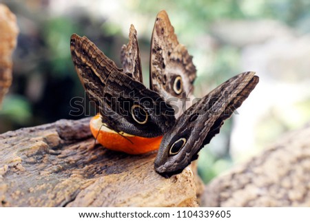 Exotic butterflies sitting on a tree branch with orange. Macro picture of wild life with detailed patterned wings of the insects.