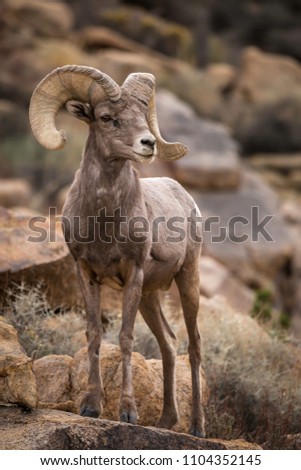 Watchful male (ram) big horn sheep in Joshua Tree National Park in California USA. Royalty-Free Stock Photo #1104352145