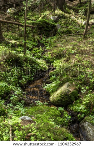 a small forest stream overgrown with moss and grass.