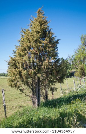 Juniperus communis, the common juniper. It is a small coniferous evergreen tree or shrub. Royalty-Free Stock Photo #1104364937