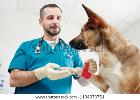 Young vet in uniform holding sick paw of dog after putting bandage on it