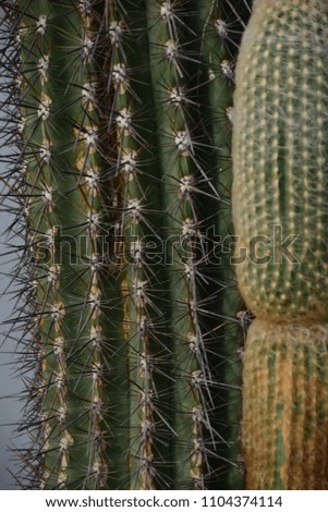 Big cactus in orangerie