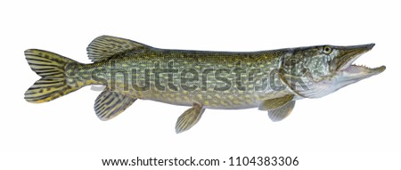 Fishing. Big live pike fish isolated on white background Royalty-Free Stock Photo #1104383306