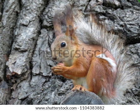 Red squirrel nibbles a nut on the tree. Portrait of squirrel eating hazelnut