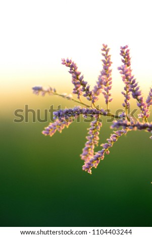 Blooming purple saksaul on the background of sunset and green grass.
