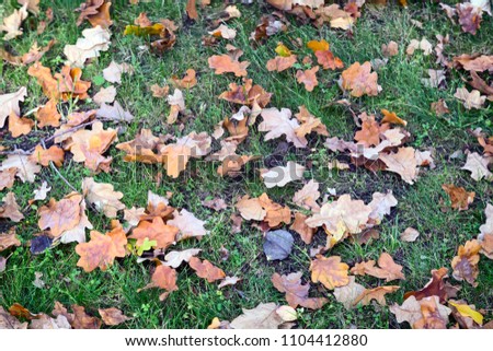 On the ground among the grass lie bright yellow and orange autumn oak leaves fell from the trees.