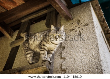 Cute tabby green-eyed cat on the ladder in village house