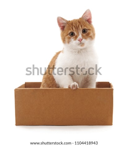 Red kitten in a box isolated on a white background.