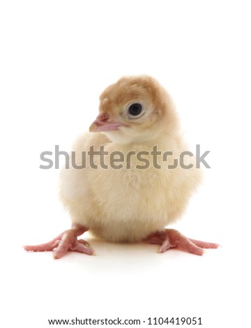 One small turkey isolated on a white background.