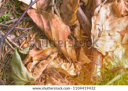 Colorful autumn fallen leaves on brown forest soil background
