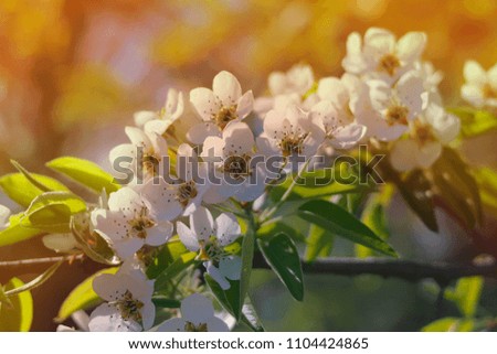 a flowering apple tree branch on a blurred background. toned