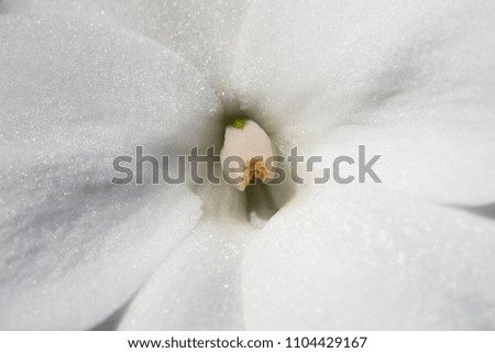 A center photo of a flower with silk like texture.