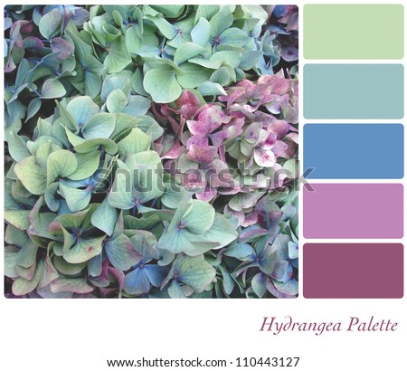 Hydrangea flower background colour palette with complimentary colour swatches