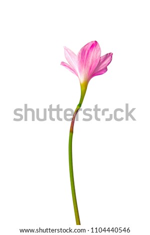 macro closeup of a soft tender pink starry, funnel-shaped Zephyranthes Habranthus rosea flower also called rain lily isolated on white