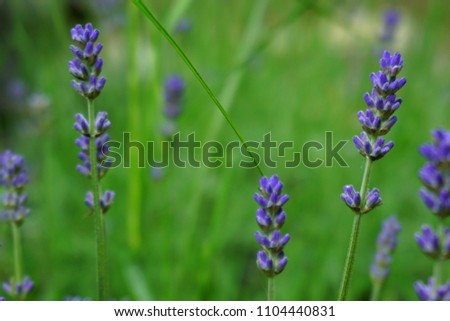 lavender field in the garden
