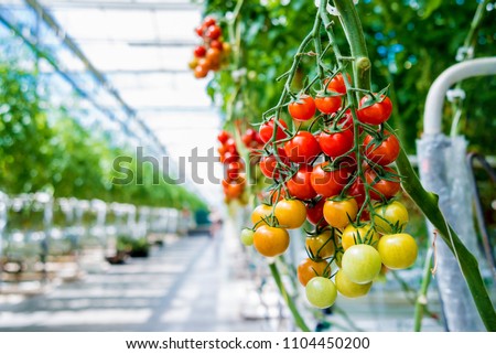 Beautiful red ripe tomatoes grown in a greenhouse. Beautiful background Royalty-Free Stock Photo #1104450200