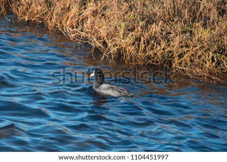 American Coot duck swimming at Bolsa Chica  Ecological Reserve in Orange County California on a sunny winter day