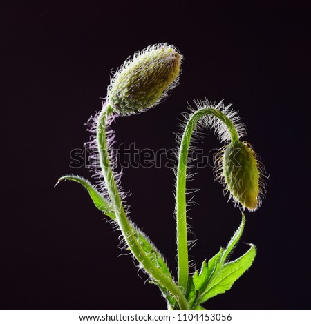 Beautiful small green poppies