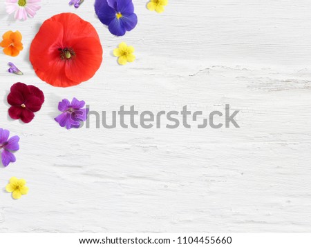 Styled stock photo. Feminine desktop floral composition with wild and edible garden flower. Poppy, pansy geranium and potentilla blooms. Empty space and shabby white background. Flat lay, top view.