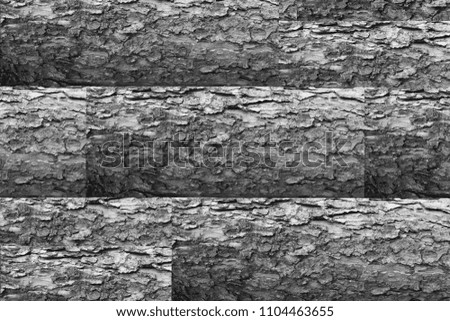 Texture of the bark of a tree. Tree bark for background, texture, shell pattern, border or border.