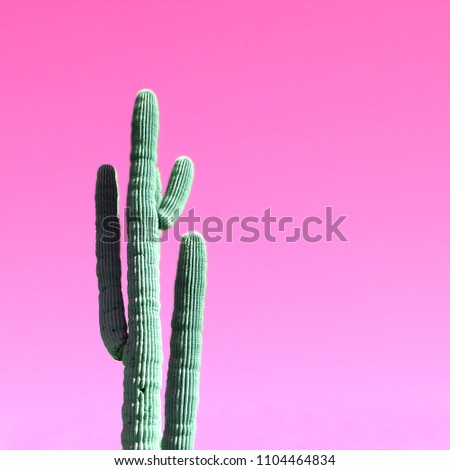 Trendy green cactus on a pink gradient background. Minimal fashion design concept.
