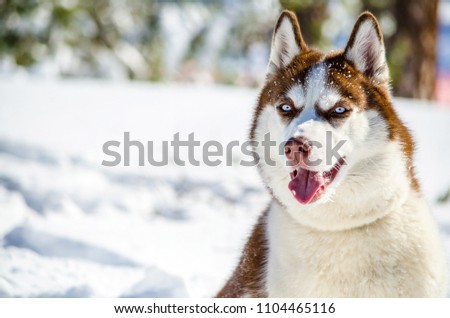 Siberian Husky dog with blue eyes. Husky dog has red and brown coat color. Snowy white background. Copyspace