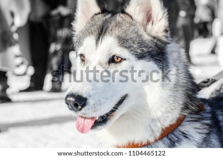 Siberian Husky dog. Brown eyes. Husky dog has black and white coat color.