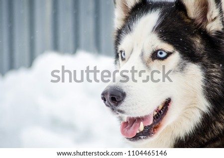 Siberian Husky dog with blue eyes. Husky dog has black and white coat color. Snowy white background. Close up