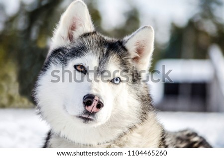 Siberian Husky dog looks around. Husky dog has black and white coat color. Snowy white and green background. Close up