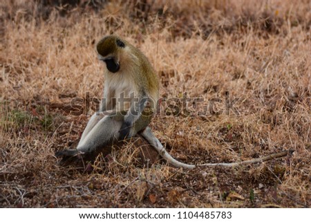 Expressive monkey Kenya