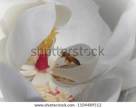View into a beautiful blooming white southern magnolia flower and a visiting honey bee. This nature photograph is enhanced with a lovely white vignette.