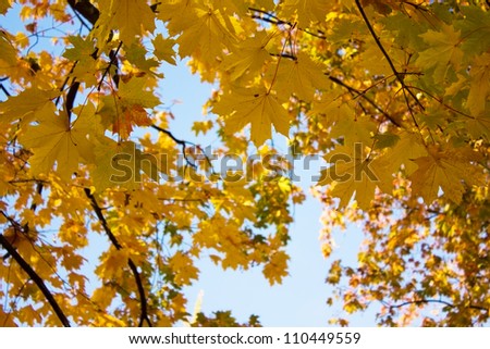 fall tree with golden yellow leaves and blue sky