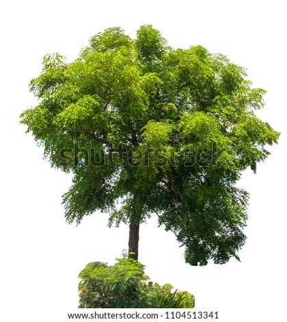 Green tree isolated on white background with clipping path, green tree use for outdoor design, decorating and property, house home condominium design.