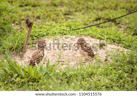Family with Baby Burrowing owls Athene cunicularia perched outside a burrow on Marco Island, Florida