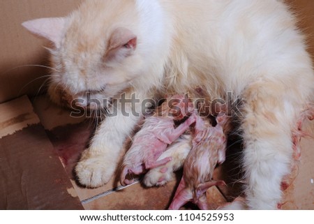 The moments of a mother cat gave birth to kitten in residential home