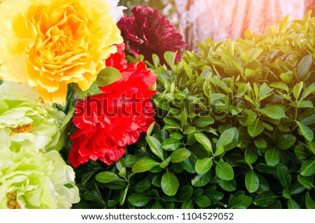 Green leaves with colorful Paeonia or Chinese rose flower. Flowers of honor and riches.In Japan call Ebisugusuri. Peony is the king of flowers.Flora in the park with sunlight.