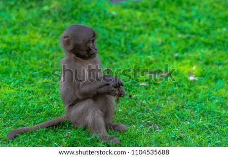 Earth Toned Fur on a Baby Gelada Monkey Sitting Up on the Grass