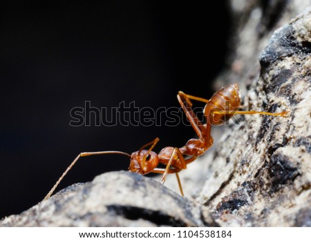 Macro shot of red ant  in nature. Red ant is very small. Selective focus, free space for text.