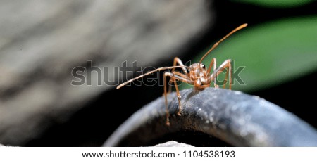 Macro shot of red ant  in nature. Red ant is very small. Selective focus, free space for text.