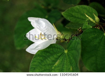 Bright white flowers and green leaves.