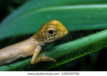 macro shot of oriental garden lizard in nature