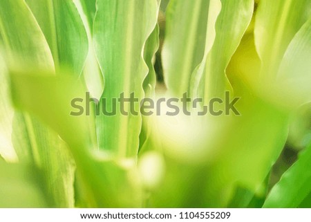 Soft  focus green leaves  spring  nature relax  photo background