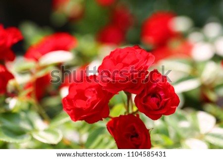 Red small fence roses