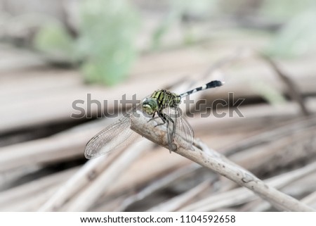 Dragonfly on a dried coconut's leaf