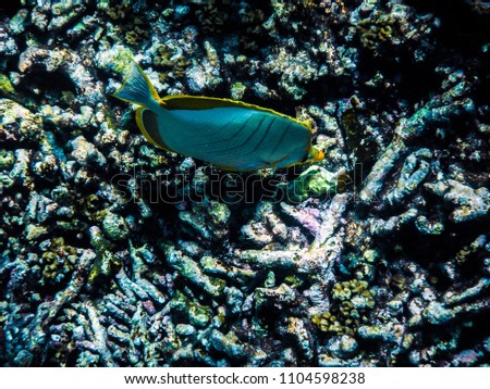Seychelles Grande Soeur and Petite Soeur Underwater
