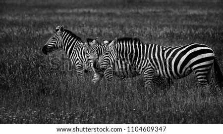 Zebras on the plains of Serengeti, Tanzania