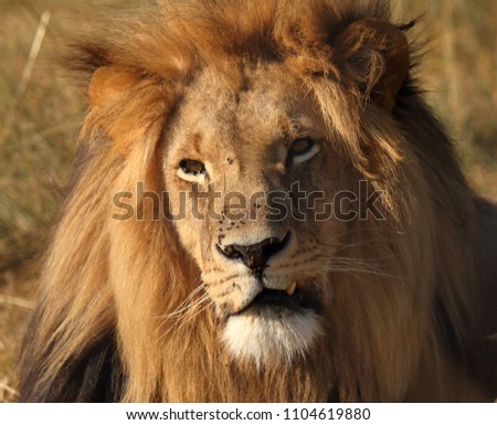 A picture of a male lion in the wild.  Lots of flies sitting on hios face