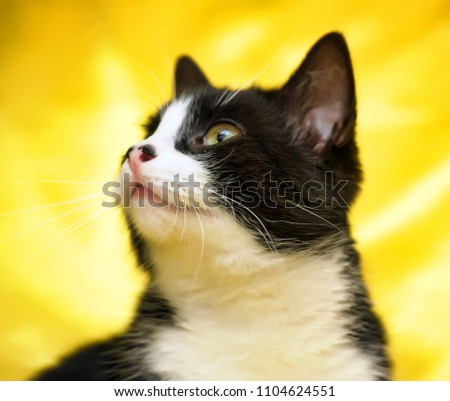 black with white short-haired European cat on a yellow background